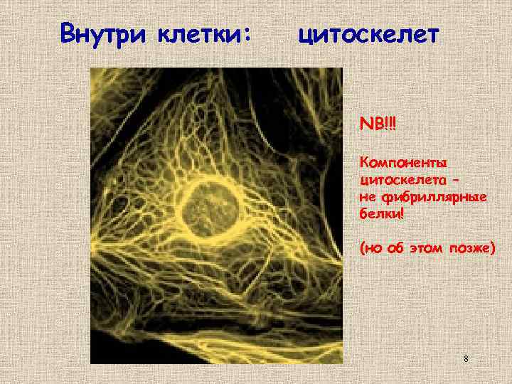 Внутри клетки: цитоскелет NB!!! Компоненты цитоскелета – не фибриллярные белки! (но об этом позже)