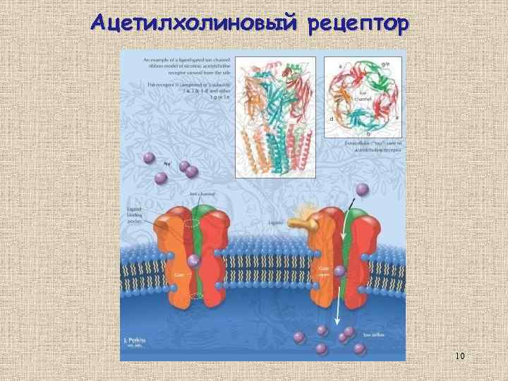 Ацетилхолиновый рецептор 10 