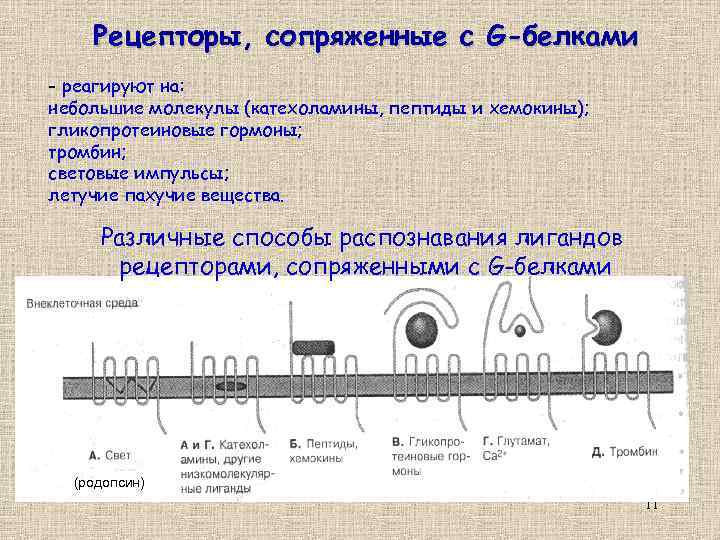 Рецепторы, сопряженные с G-белками - реагируют на: небольшие молекулы (катехоламины, пептиды и хемокины); гликопротеиновые