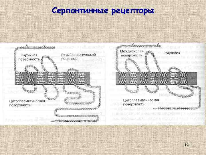 Серпантинные рецепторы 12 