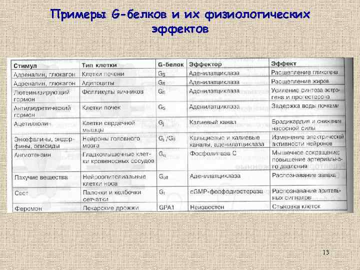 Примеры G-белков и их физиологических эффектов 13 