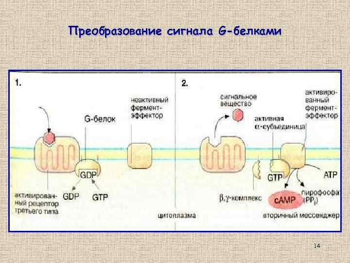 Преобразование сигнала G-белками 14 