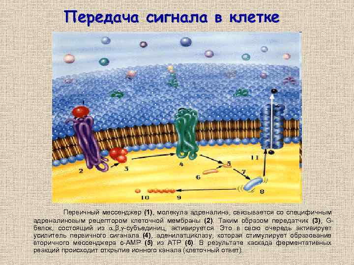 Передача сигнала в клетке Первичный мессенджер (1), молекула адреналина, связывается со специфичным адреналиновым рецептором