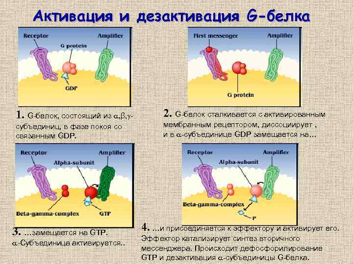 Активация и дезактивация G-белка 1. G-белок, состоящий из , β, субъединиц, в фазе покоя