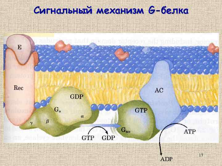 Сигнальный механизм G-белка ADP 17 