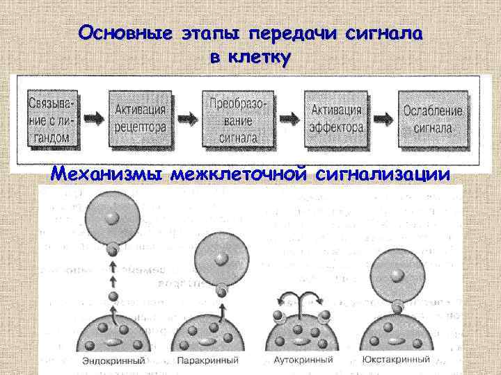 Основные этапы передачи сигнала в клетку Механизмы межклеточной сигнализации 2 