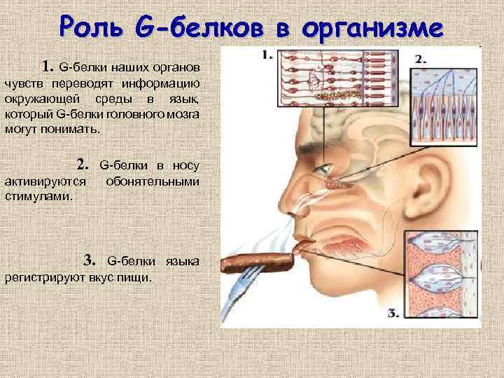 Роль G-белков в организме 1. G-белки наших органов чувств переводят информацию окружающей среды в
