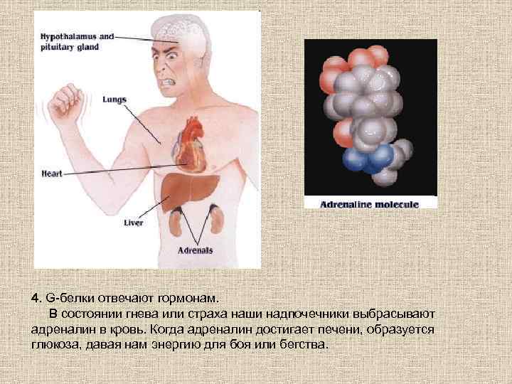 4. G-белки отвечают гормонам. В состоянии гнева или страха наши надпочечники выбрасывают адреналин в