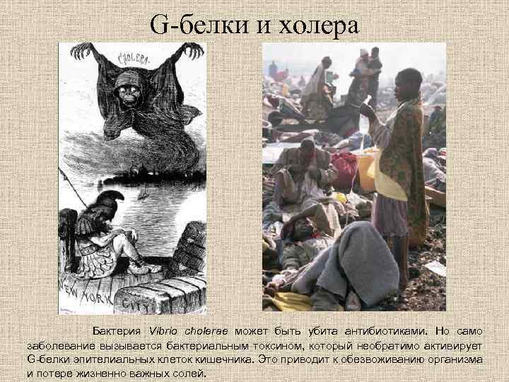 G-белки и холера Бактерия Vibrio cholerae может быть убита антибиотиками. Но само заболевание вызывается