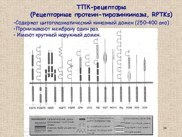 ТПК-рецепторы (Рецепторные протеин-тирозинкиназы, RPTKs) -Содержат цитоплазматический киназный домен (250 -400 ако). -Пронизывают мембрану один