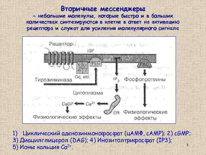 Вторичные мессенджеры - небольшие молекулы, которые быстро и в больших количествах синтезируются в клетке
