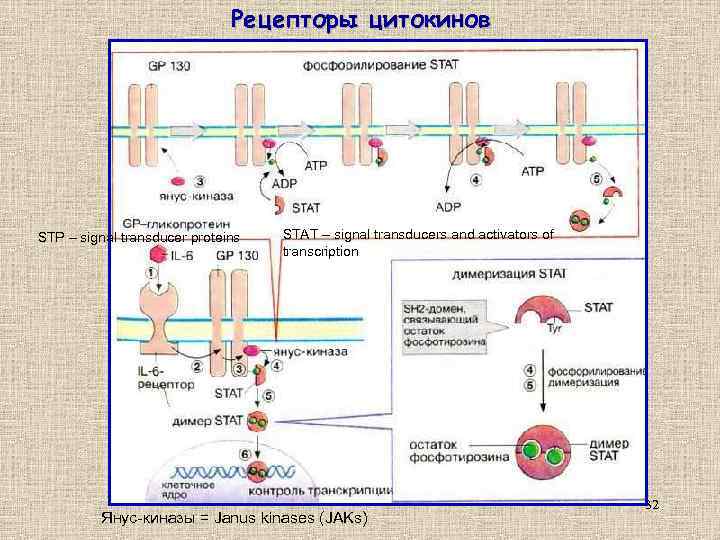 Рецепторы цитокинов STP – signal transducer proteins STAT – signal transducers and activators of
