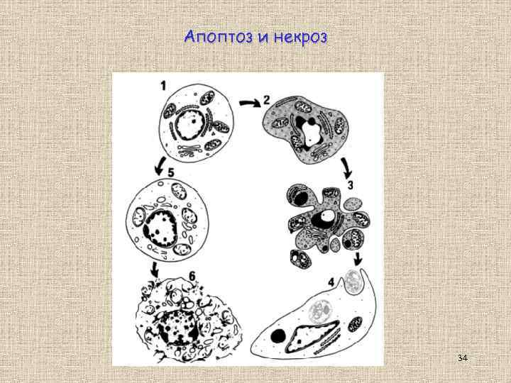 Апоптоз и некроз 34 