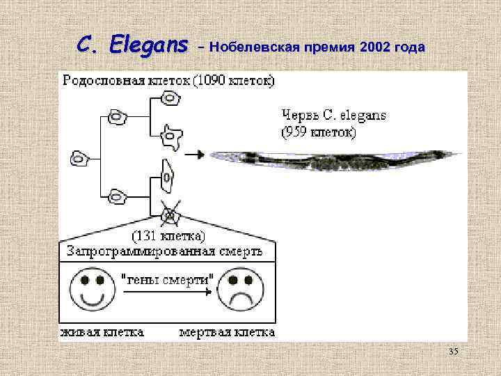 C. Elegans – Нобелевская премия 2002 года 35 