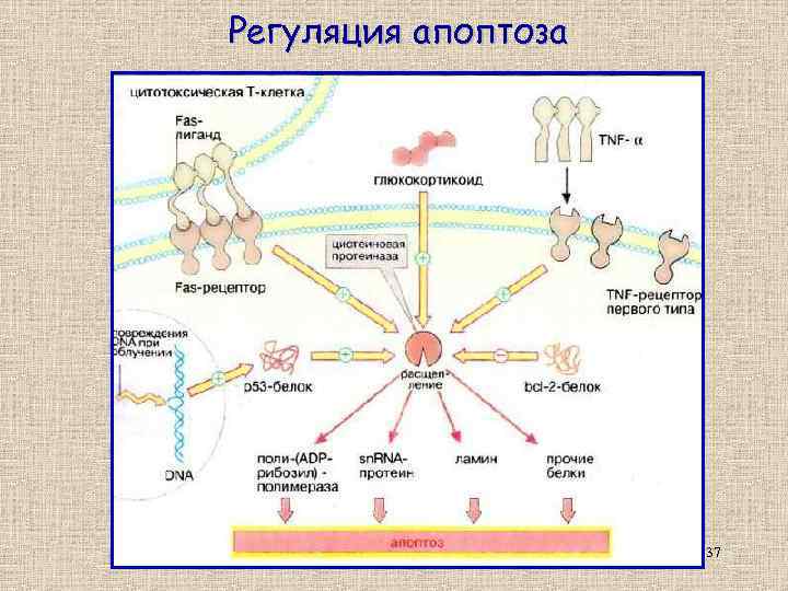 Регуляция апоптоза 37 