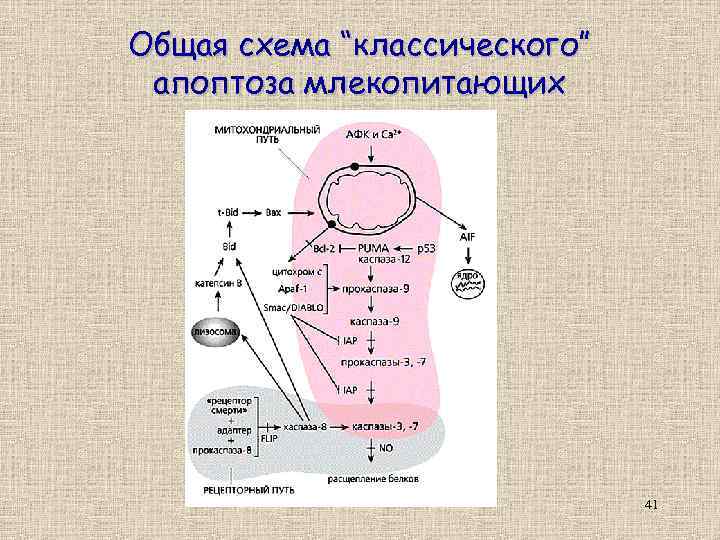 Общая схема “классического” апоптоза млекопитающих 41 