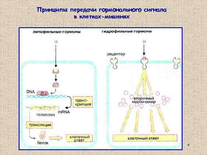 Принципы передачи гормонального сигнала в клетках-мишенях 4 