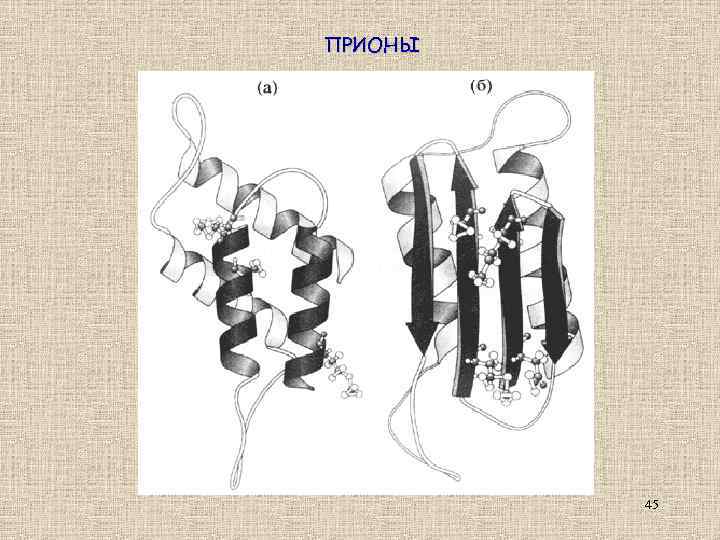 ПРИОНЫ 45 