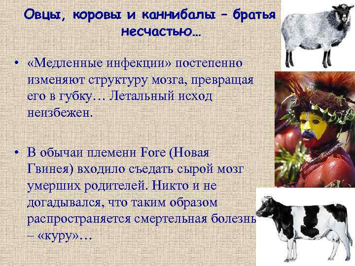 Овцы, коровы и каннибалы – братья по несчастью… • «Медленные инфекции» постепенно изменяют структуру