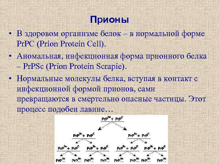 Прионы • В здоровом организме белок – в нормальной форме Pr. PC (Prion Protein