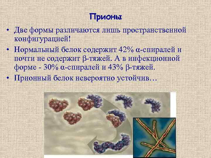 Прионы • Две формы различаются лишь пространственной конфигурацией! • Нормальный белок содержит 42% α-спиралей