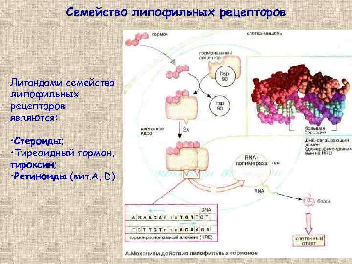 Семейство липофильных рецепторов Лигандами семейства липофильных рецепторов являются: • Стероиды; • Тиреоидный гормон, тироксин;