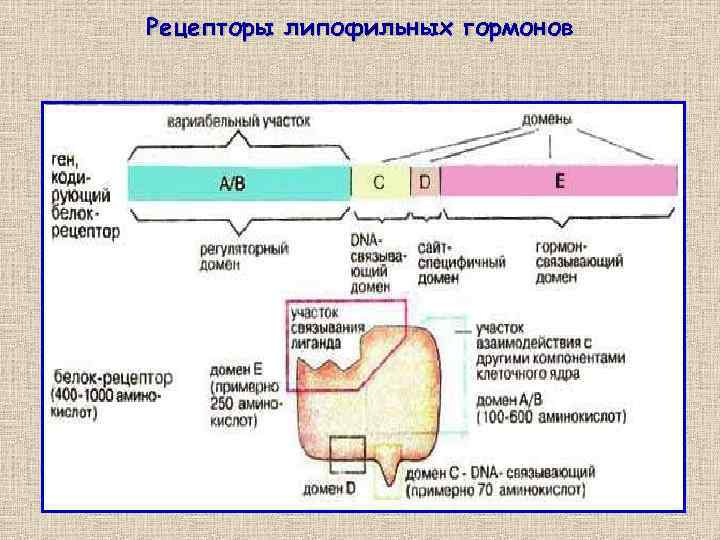 Рецепторы липофильных гормонов 6 