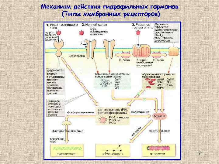 Механизм действия гидрофильных гормонов (Типы мембранных рецепторов) 7 