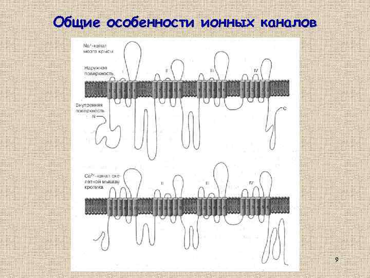 Общие особенности ионных каналов 9 