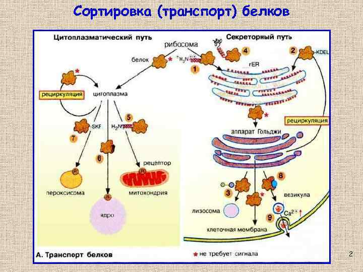 Сортировка (транспорт) белков 2 