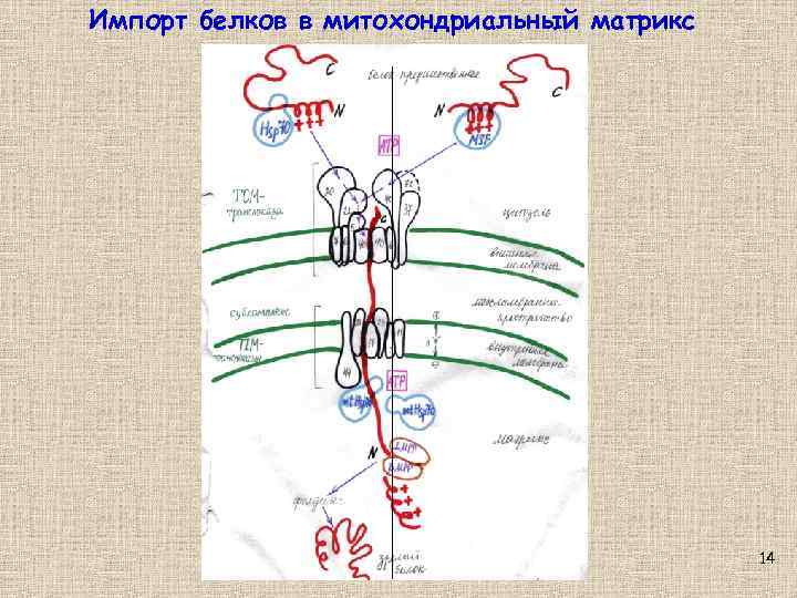 Импорт белков в митохондриальный матрикс 14 