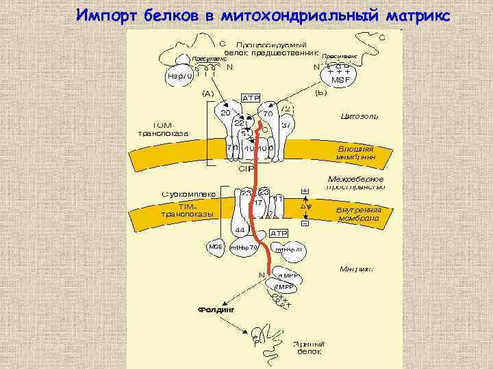 Импорт белков в митохондриальный матрикс 