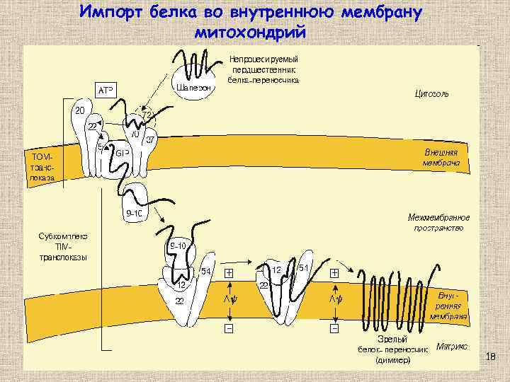 Импорт белка во внутреннюю мембрану митохондрий 18 