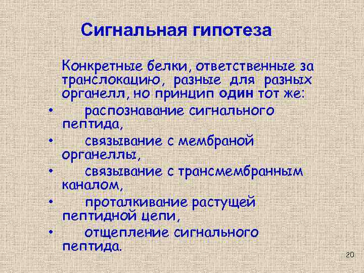 Сигнальная гипотеза • • • Конкретные белки, ответственные за транслокацию, разные для разных органелл,