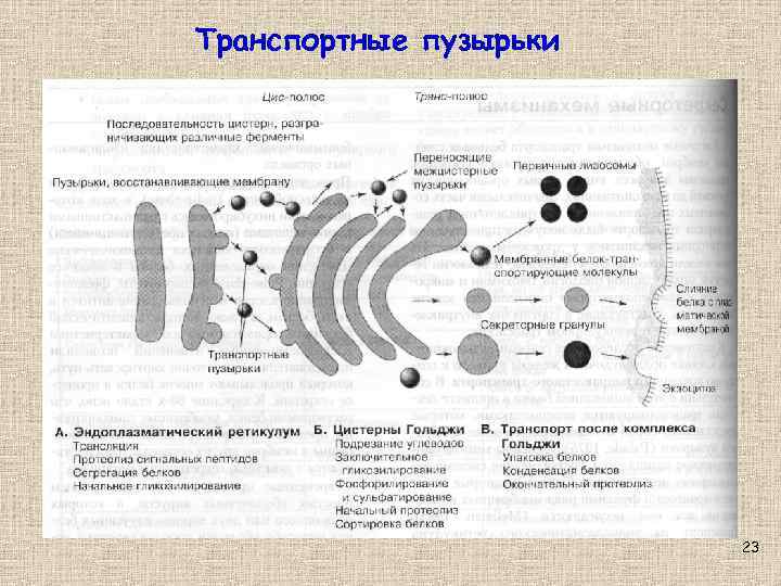 Транспортные пузырьки 23 