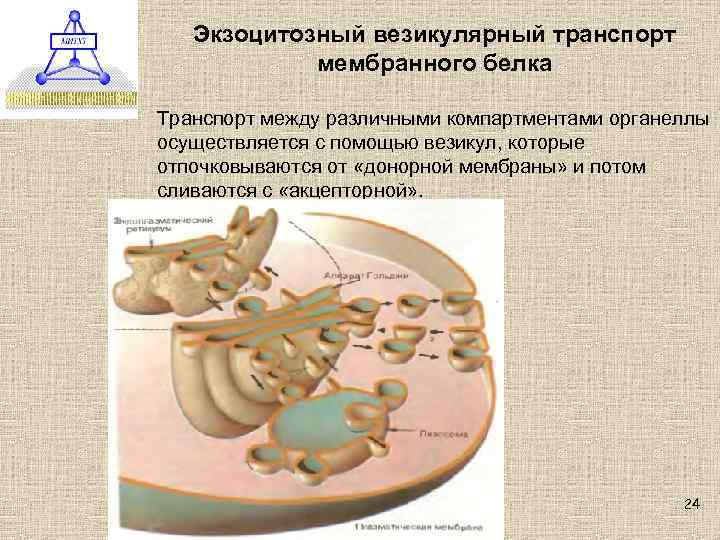 Экзоцитозный везикулярный транспорт мембранного белка Транспорт между различными компартментами органеллы осуществляется с помощью везикул,