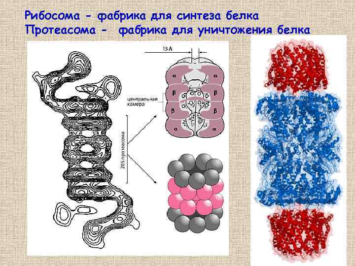 Рибосома - фабрика для синтеза белка Протеасома - фабрика для уничтожения белка 28 