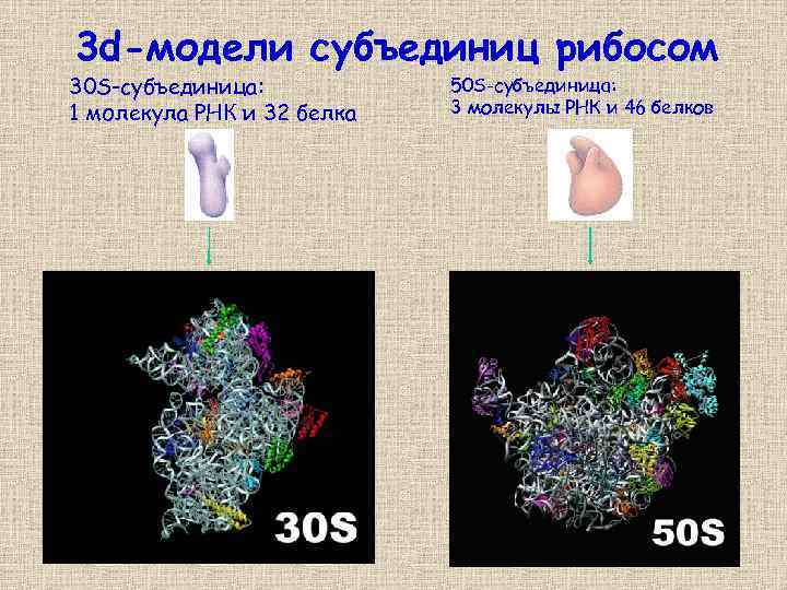 3 d-модели субъединиц рибосом 30 S-субъединица: 1 молекула РНК и 32 белка 50 S-субъединица:
