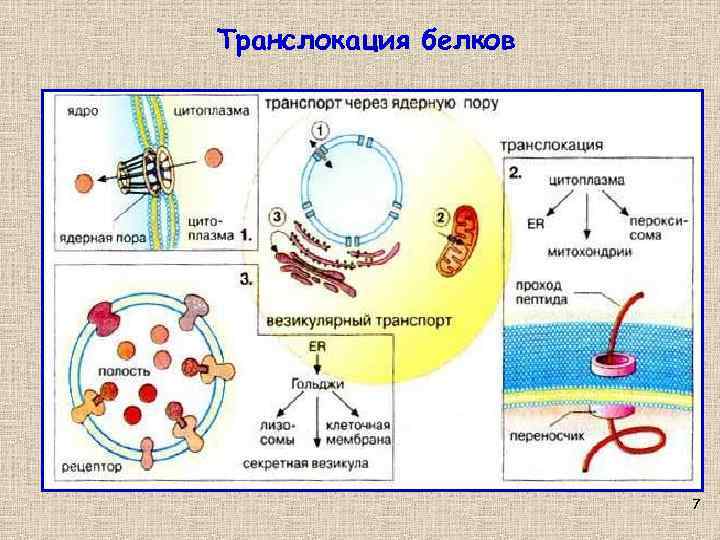 Транслокация белков 7 