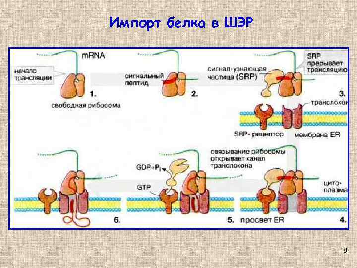 Импорт белка в ШЭР 8 