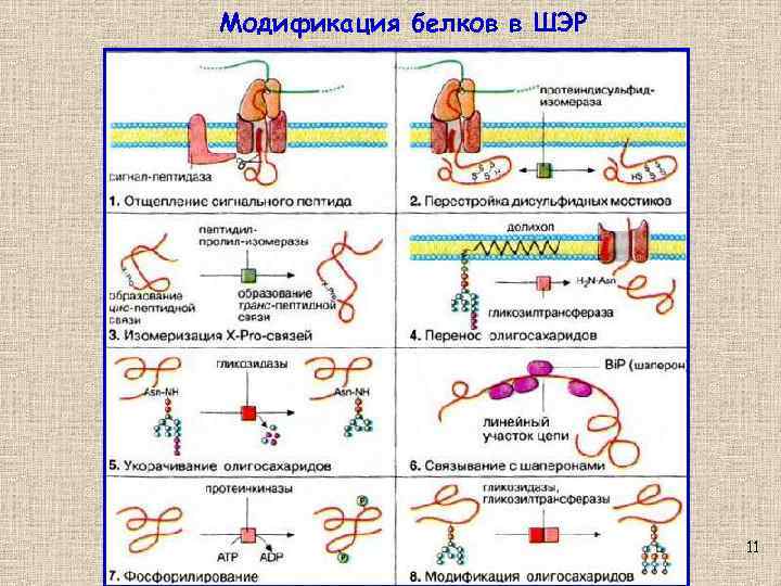 Модификация белков в ШЭР 11 