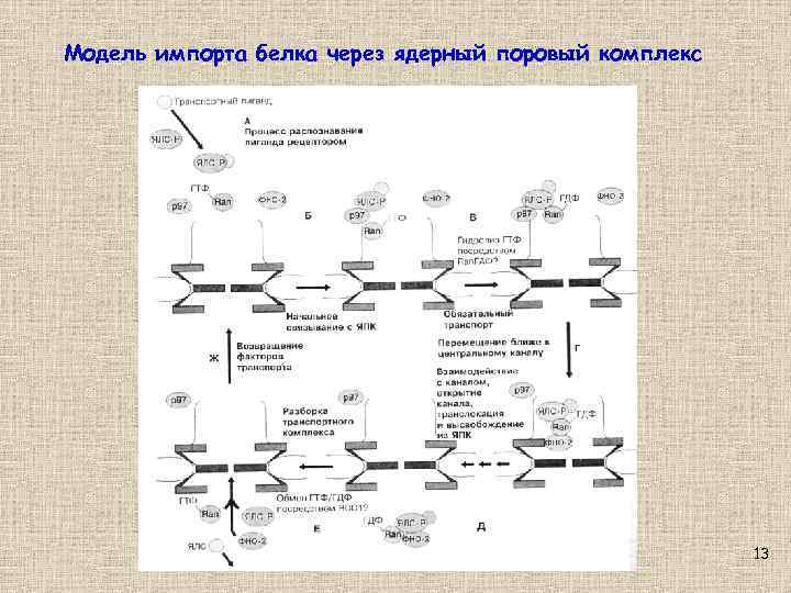 Модель импорта белка через ядерный поровый комплекс 13 