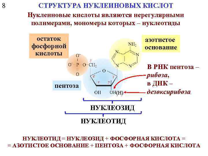 8 СТРУКТУРА НУКЛЕИНОВЫХ КИСЛОТ Нуклеиновые кислоты являются нерегулярными полимерами, мономеры которых – нуклеотиды остаток