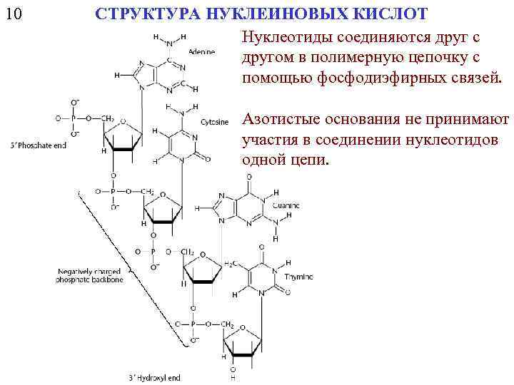10 СТРУКТУРА НУКЛЕИНОВЫХ КИСЛОТ Нуклеотиды соединяются друг с другом в полимерную цепочку с помощью