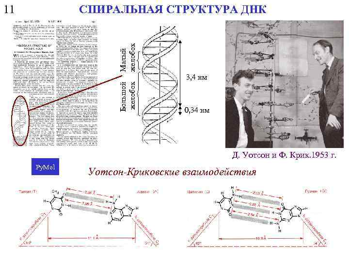 СПИРАЛЬНАЯ СТРУКТУРА ДНК Малый желобок 11 Большой желобок 3, 4 нм 0, 34 нм