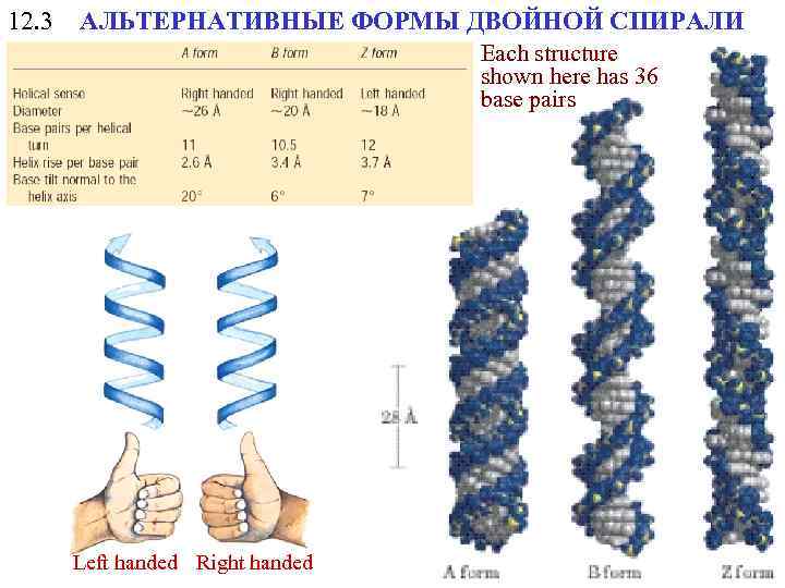 12. 3 АЛЬТЕРНАТИВНЫЕ ФОРМЫ ДВОЙНОЙ СПИРАЛИ Each structure shown here has 36 base pairs