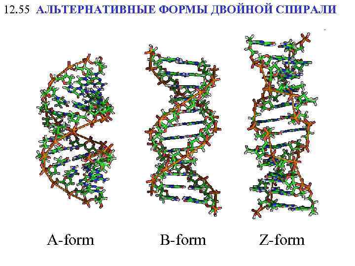 12. 55 АЛЬТЕРНАТИВНЫЕ ФОРМЫ ДВОЙНОЙ СПИРАЛИ A-form B-form Z-form 