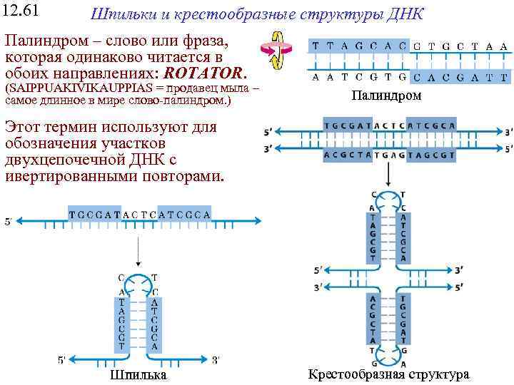 12. 61 Шпильки и крестообразные структуры ДНК Палиндром – слово или фраза, которая одинаково