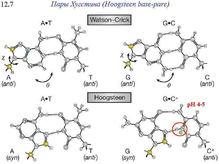 12. 7 Пары Хугстина (Hoogsteen base-pare) p. H 4 -5 