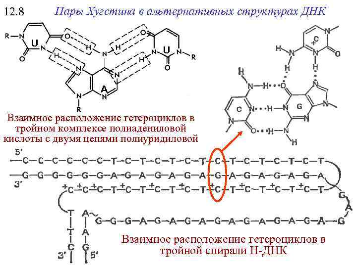 Пары Хугстина в альтернативных структурах ДНК 12. 8 U U A Взаимное расположение гетероциклов
